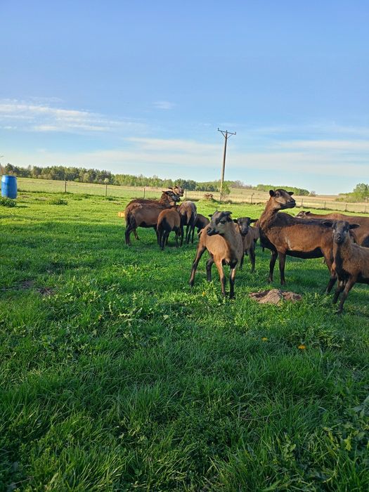 Baranki i owieczki Kameruńskie posiadam również w sprzedaży mięso