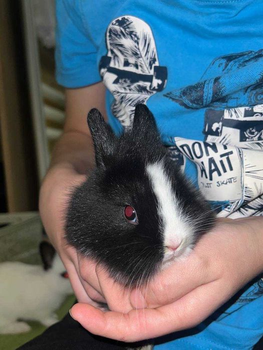 Милі пухнасті кролики