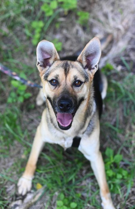 Tobi młody psiak do adopcji