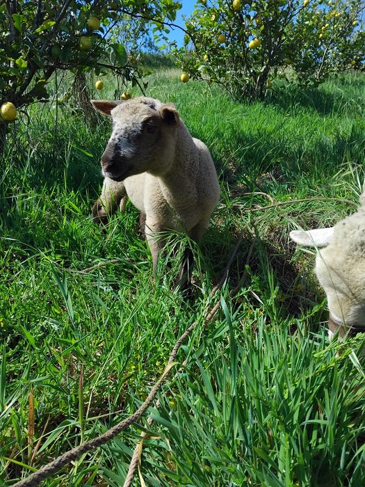 Vendo borrego cruzado de raça Suffolk