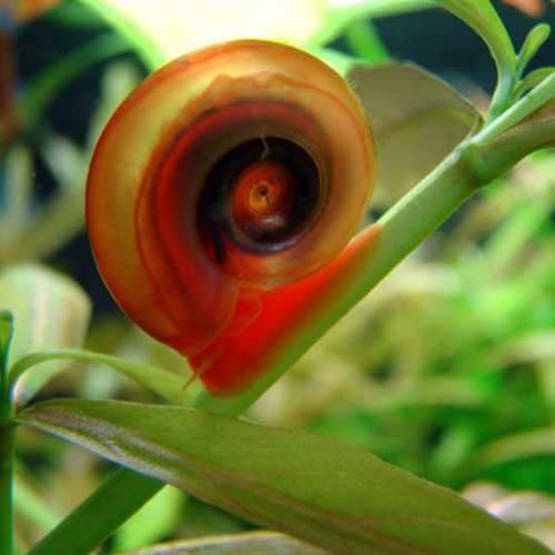 Planorbis corneus – Caracois