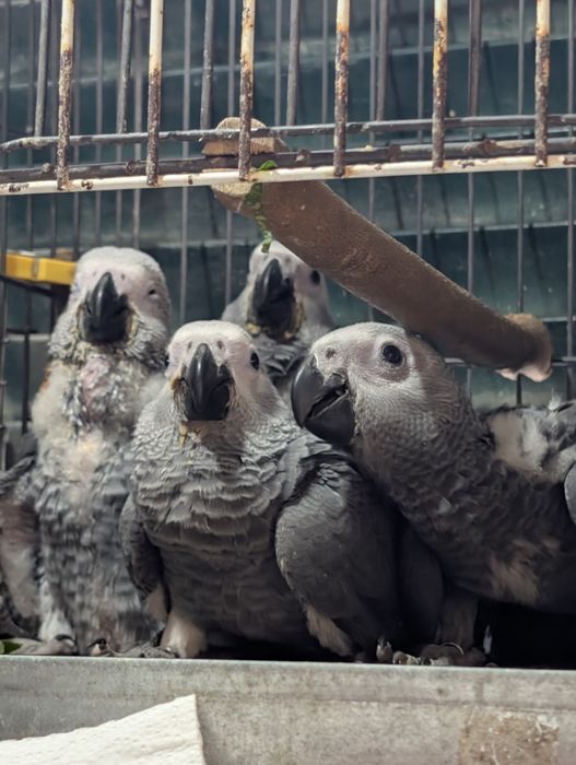 [Novo Preço] Venda de Papagaios Cinzentos com documentação