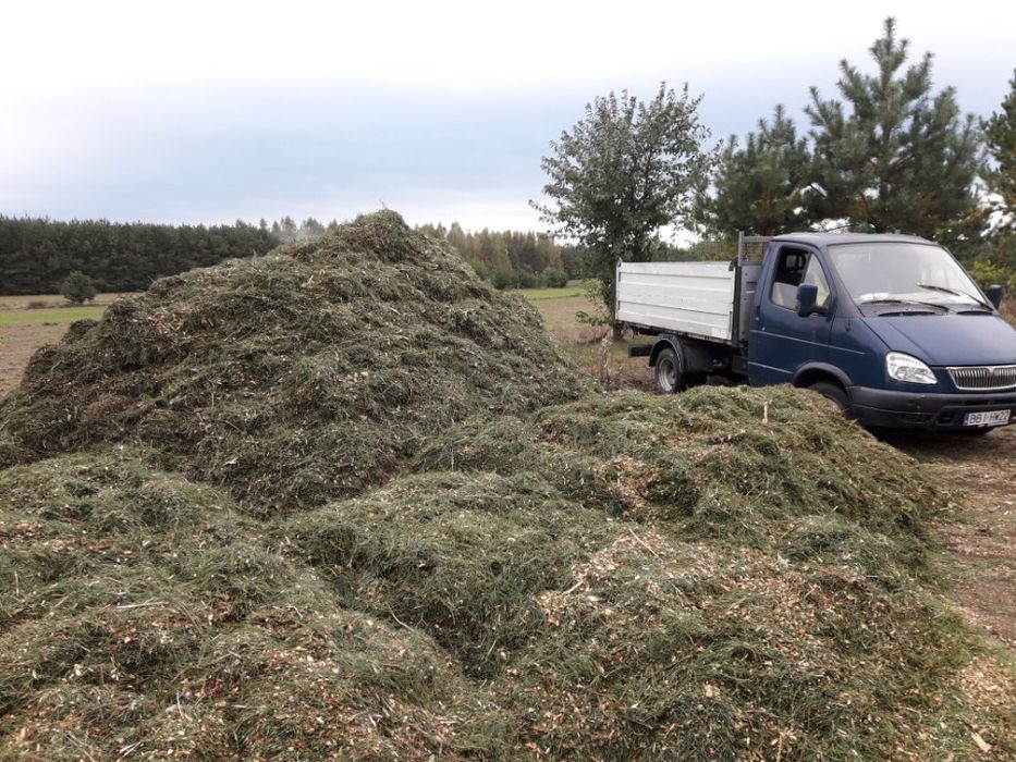 Zrębka, ściółka , podłoże sosna, sosnowa