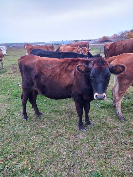 Телиця джерсі, нетель джерсей, теличка джерс