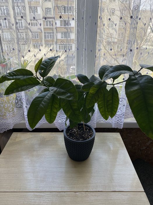 Кімнатний лимон, укорінений від материнського лимона