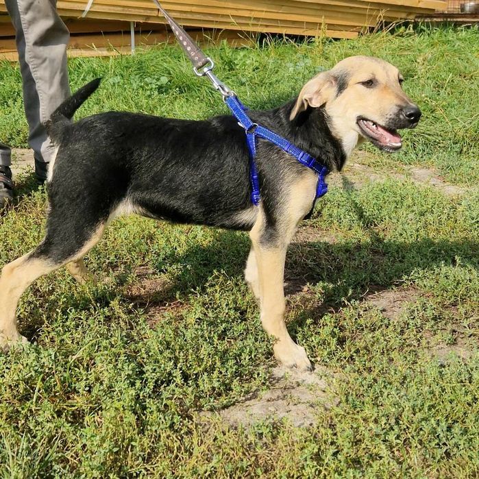 Młody pies bardzo pilnie szuka domu.