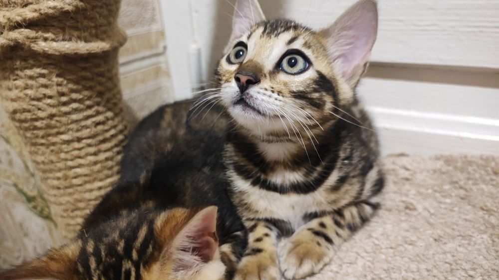 Бенгальські кошенята. Документи клубу WCF