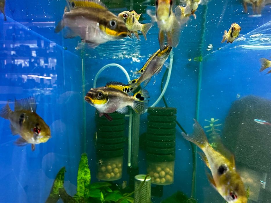 Barwniak szmaragdowy/ barwniak czerwonobrzuchy