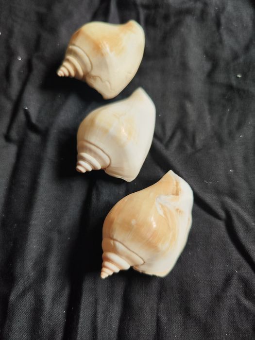 Conjunto de 3 búzios