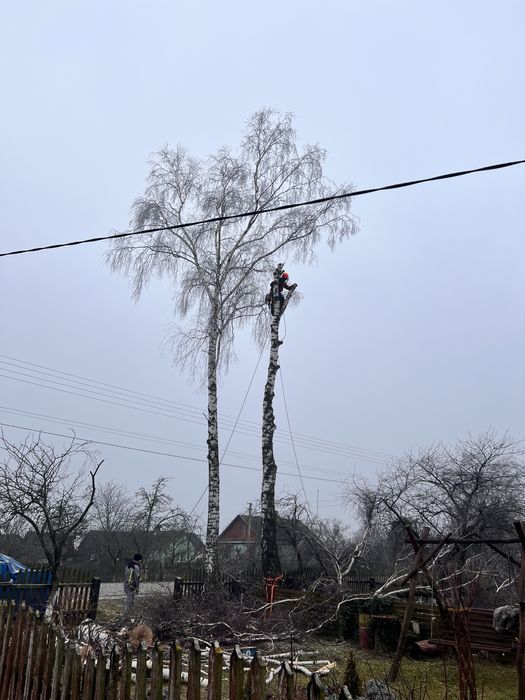 Зрізання дерев, чистка ділянок, валка, кронування, обрізка саду
