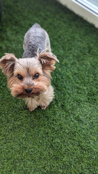 Йоркширский Тер'єр В'язка