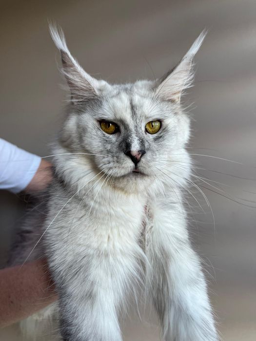 Kotka Maine Coon