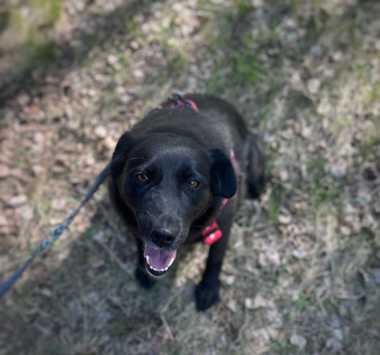Mini labradorka Kluska szuka domu. Adopcja