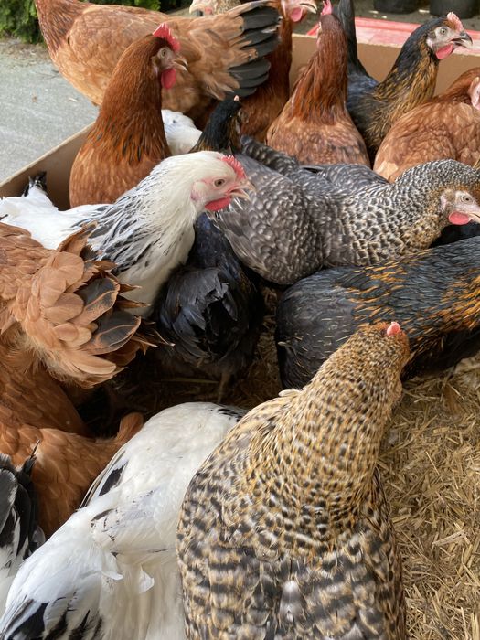 Kury nioski, kury młode