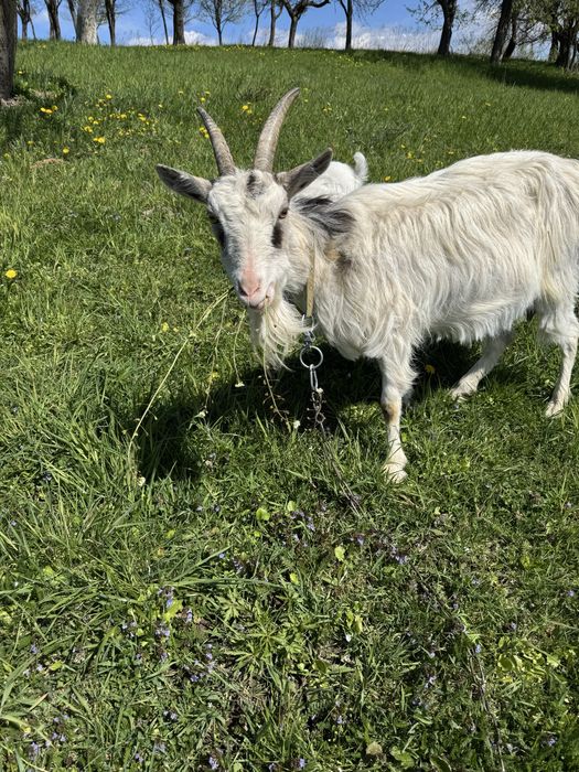 Продається дояча коза