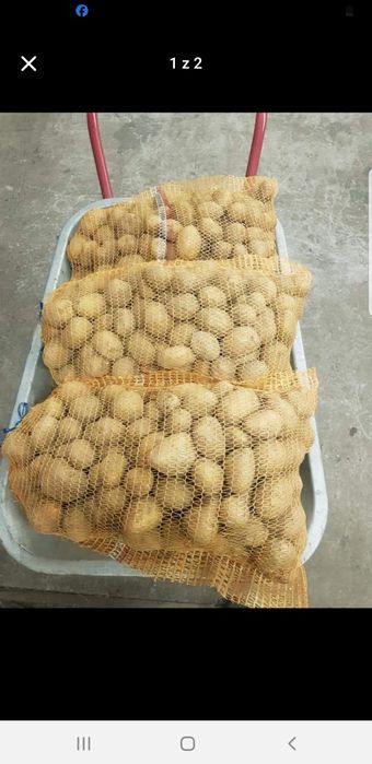 Ziemniaki  denar ekologiczne