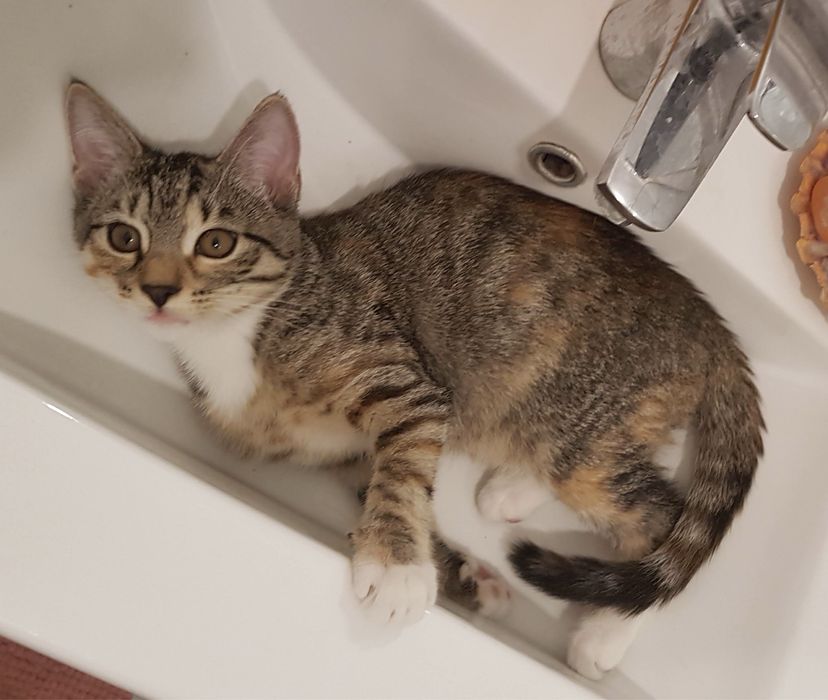 Zaginęła kotka Milusia