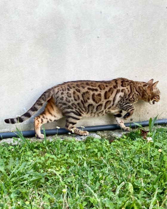 Gata bengal brown