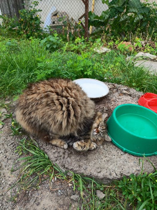 Стерилізована пухнаста красуня