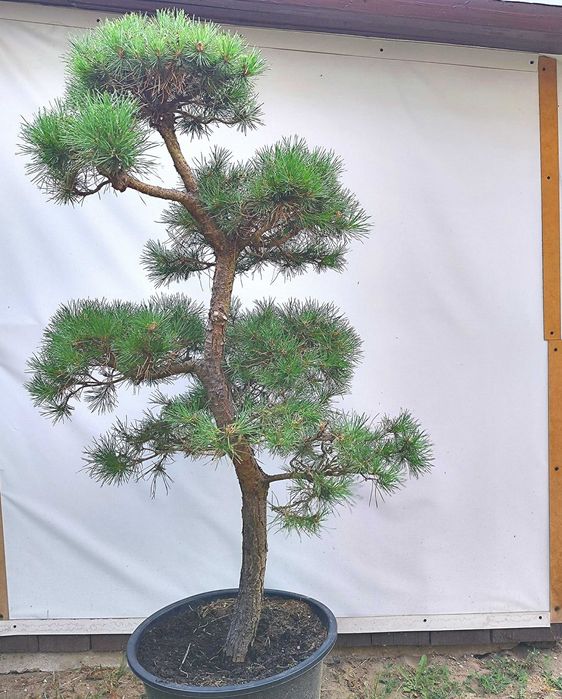 Bonsai Niwaki sosna pospoita