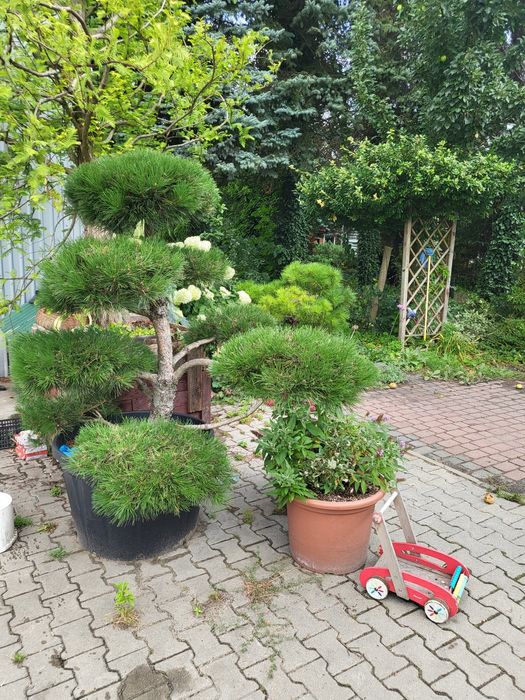 Bonsai niwaki sosna czarna piękny