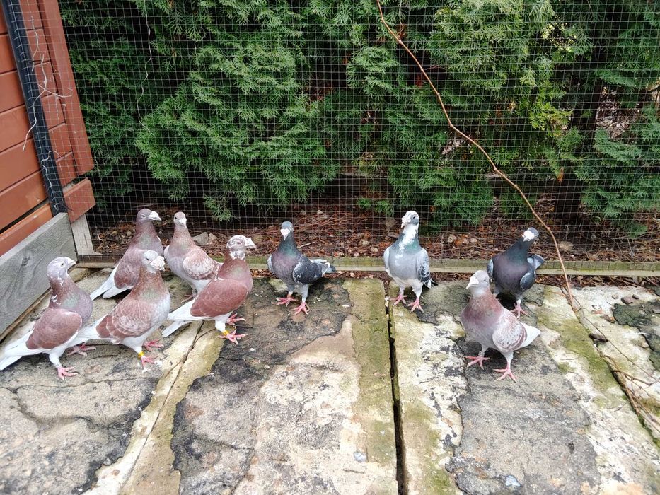 Sprzedam gołębie pocztowe staropolskie