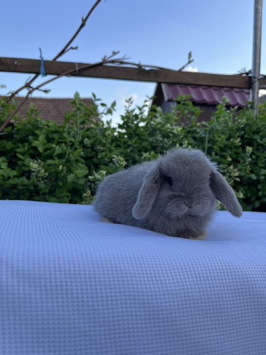 Дівчинка NHD.Карликові баранчики,кролики