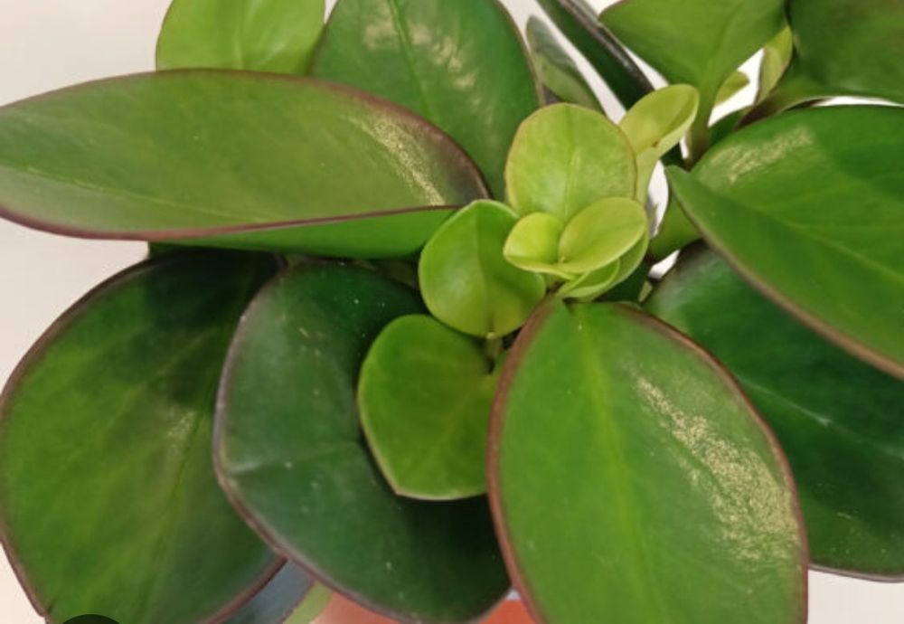 Peperomia Red Margin begonia Froggy i Tygrysia