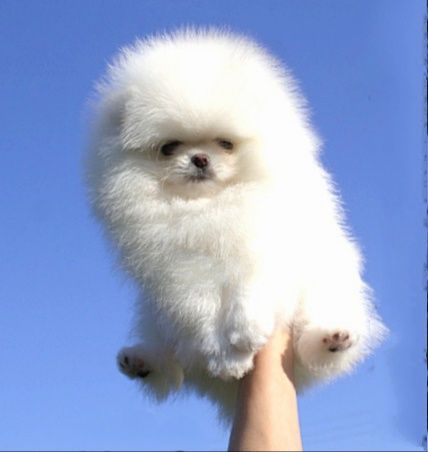 Померанский шпіц КСУ цуценя мішка купити щенка