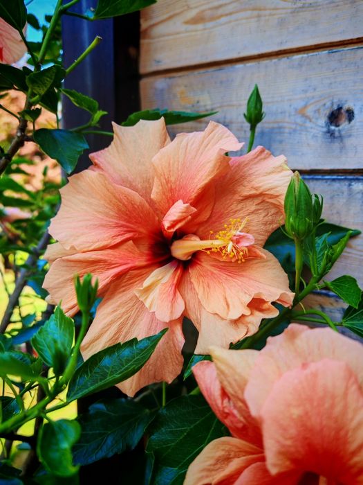 Róża Chińska Hibiskus