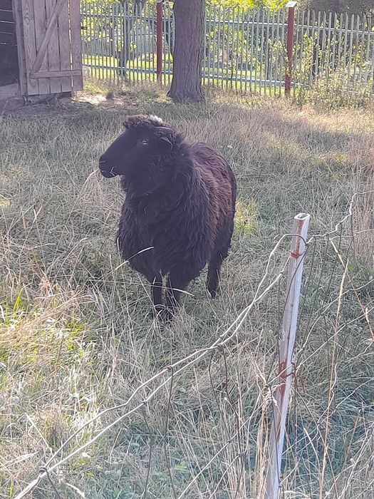 Owca gorska na sprzedaż
