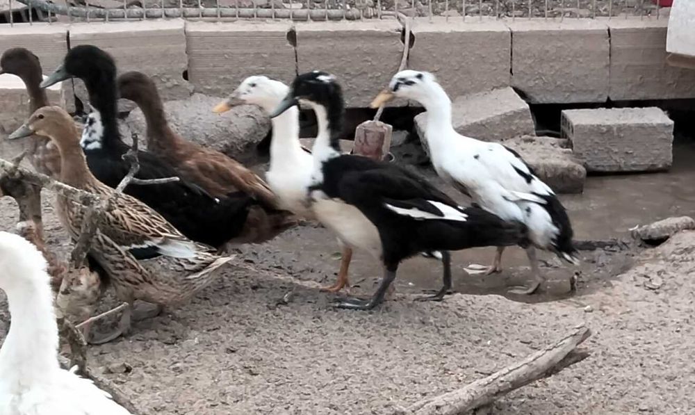 Patos de várias raças