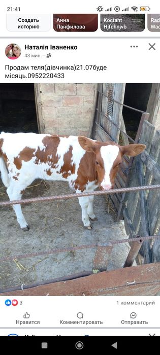 Продам телятко 21.07 буде місяць