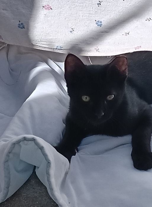 Joca-  gatinho bebé para adoção responsável