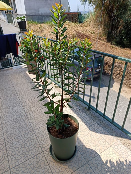 Vendo esta Planta de Jardim