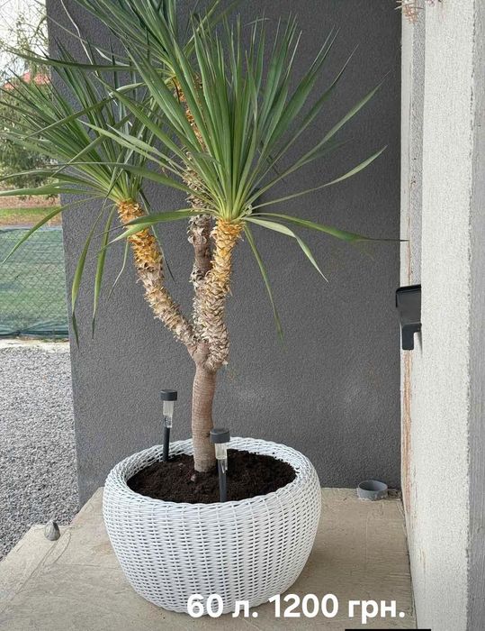 Вироби з ротангу.