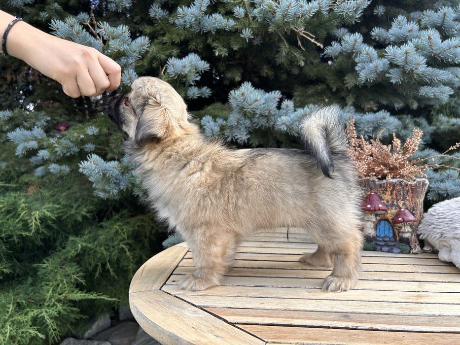 Spaniel Tybetański szczeniak ZKWP FCI