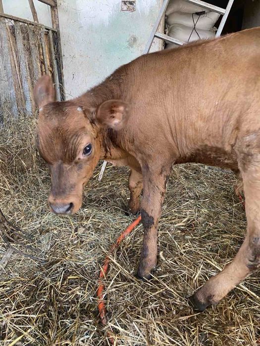 бичок джерсейської породи