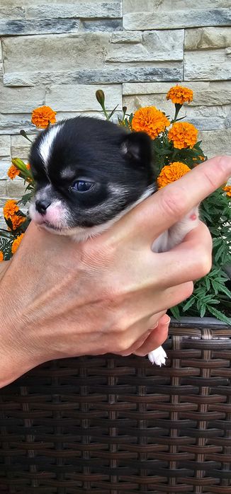 Chihuahua piesek piękny bialo czarny