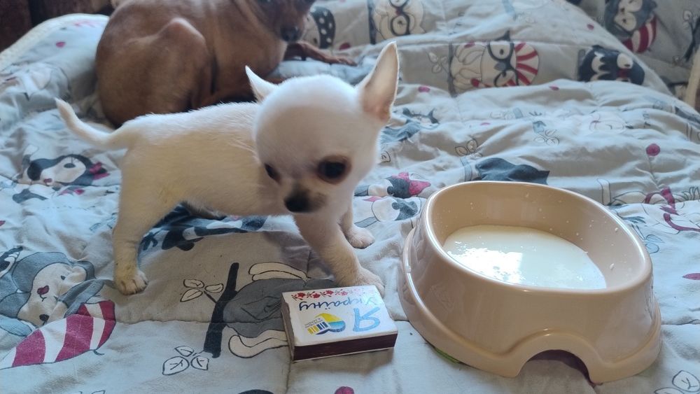 Цуценята чихуахуа з різних виводків