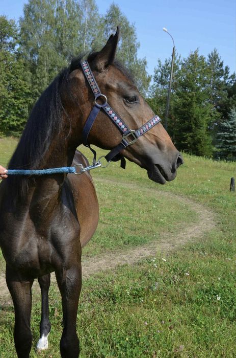 Klacz SP ur wiosna 2024