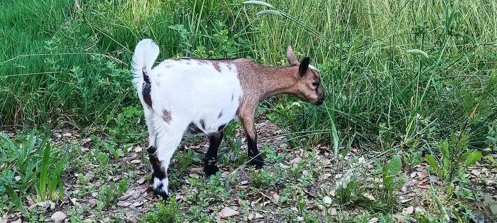 Cabras micro anãs