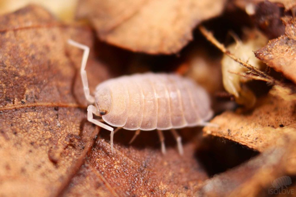 Porcellionides myrmecophilus, równonogi, isopoda, ekipa sprzątająca