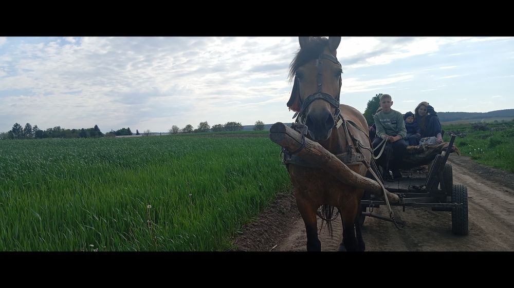 Продам кобилу 10 років