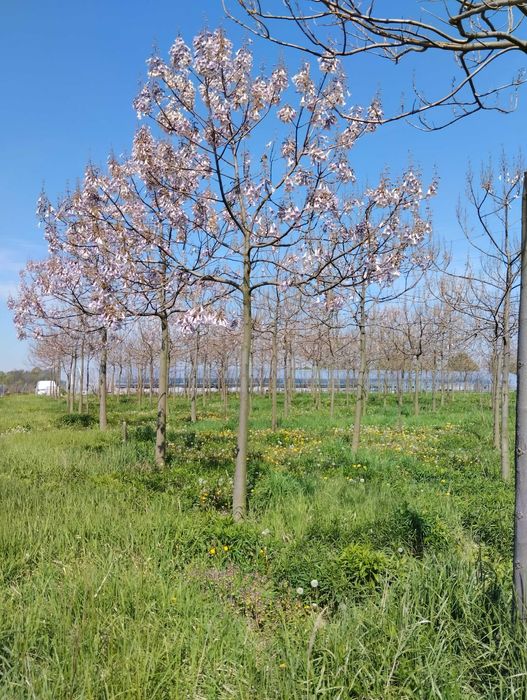 Drzewa Tlenowe, Paulownia, Oxytree, nie Shan Tong