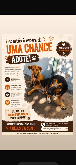 Cães para adoção conjunta responsável