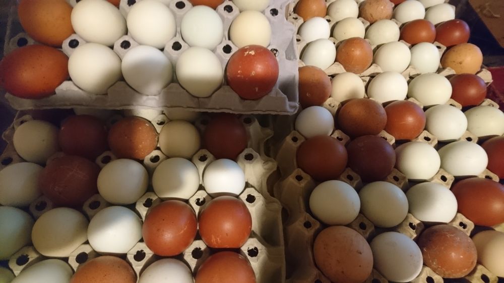 Jaja wiejskie z wolnego wybiegu, kolorowe