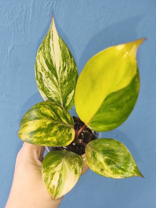 Філодендрон White Knight tricolor