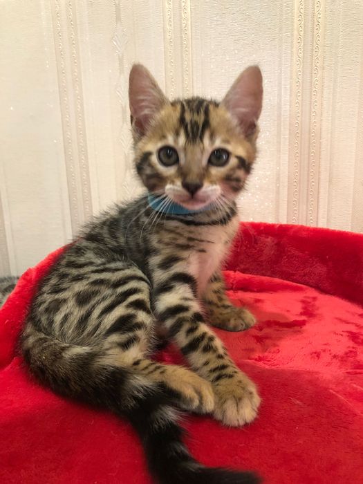 Бенгальські кошенята