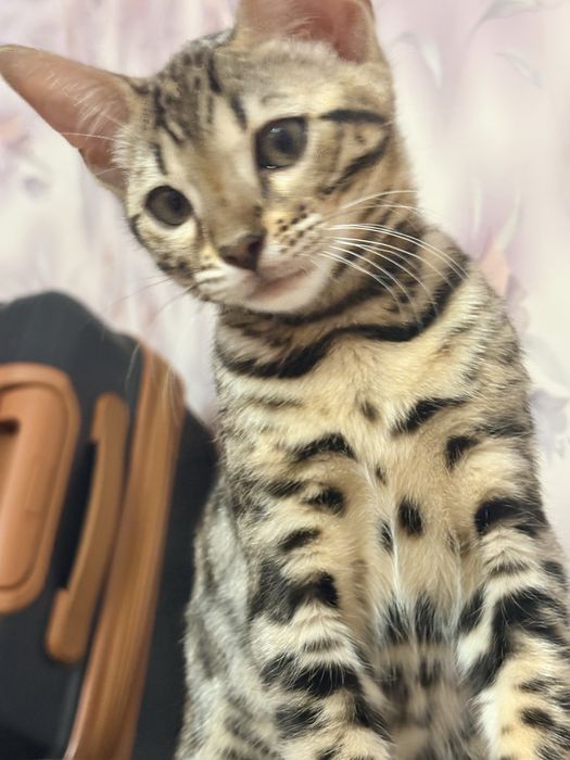 Бенгальскі котенята